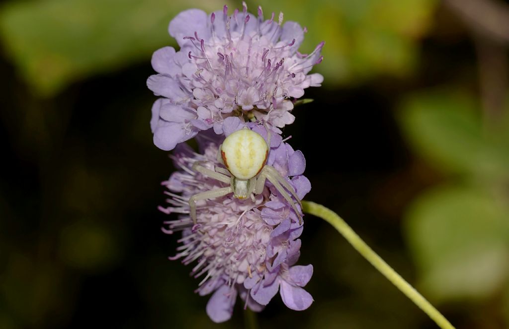 Misumena vatia - Sassofortino (GR)